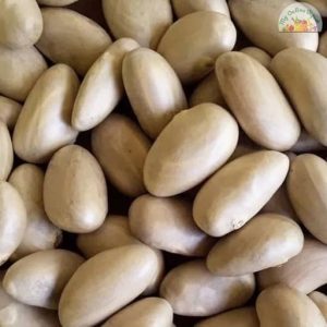 Jackfruit Seeds My Online Vipani
