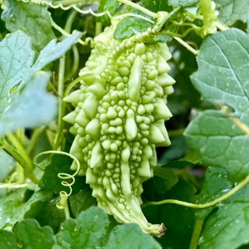 Bitter Gourd