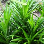 Biryani Leaves(Rambha) Pack of 5