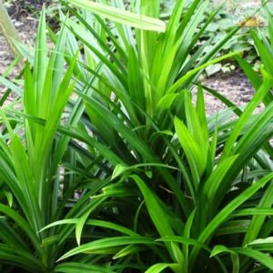 Biryani Leaves(Rambha) Pack of 5
