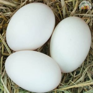 Duck Egg Thaaraavu Mutta Pack of 6