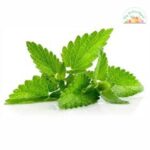 Mint Leaf Putheena 1 Bunch