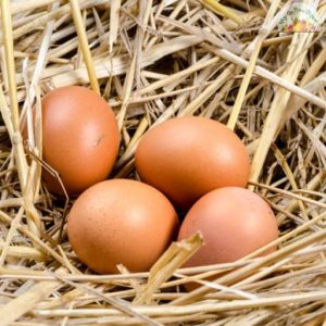 Egg Nadan Mutta Pack of 6