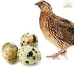 Quail Eggs Kaada Pack of 10