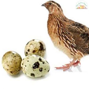 Quail Eggs Kaada Pack of 10