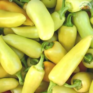 Chilli Thondan 100gm