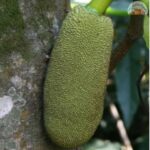 Young Jack Fruit Each (Idichakka)