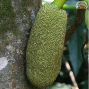 Young Jack Fruit Each (Idichakka)