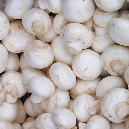 white button mushrooms