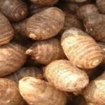 Colocasia Chembu