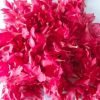 Arali Poovu Oleander Pink Flower