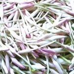 Jasmin Flower Pichipoo