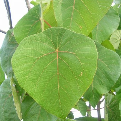 Vatta Thamara Leaves Pack of 20