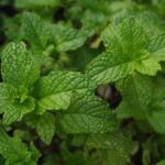 Organic Mint Leaf 1 Bunch