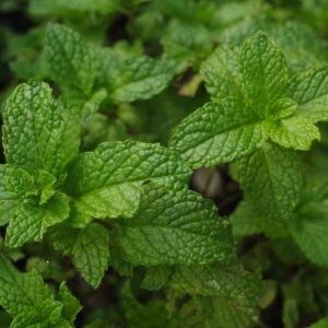 Organic Mint Leaf 1 Bunch