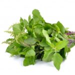 holy basil tulsieaves