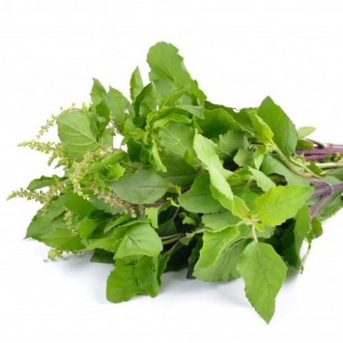holy basil tulsieaves