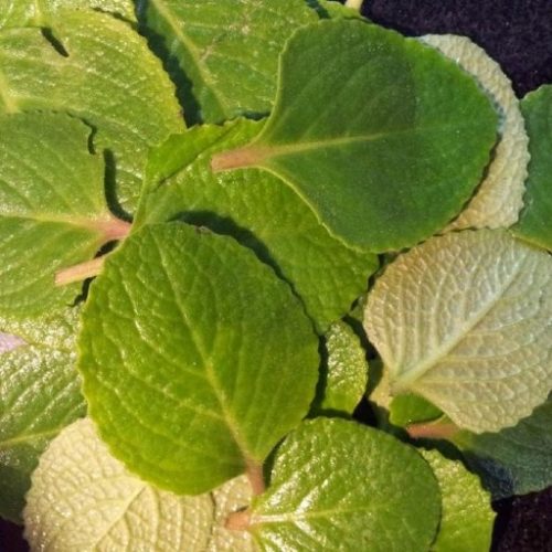 karpooravalli ajwain leaf