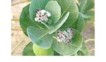 Erikku Leaf 1kg