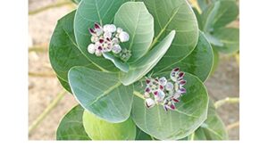 Erikku Leaf 1kg