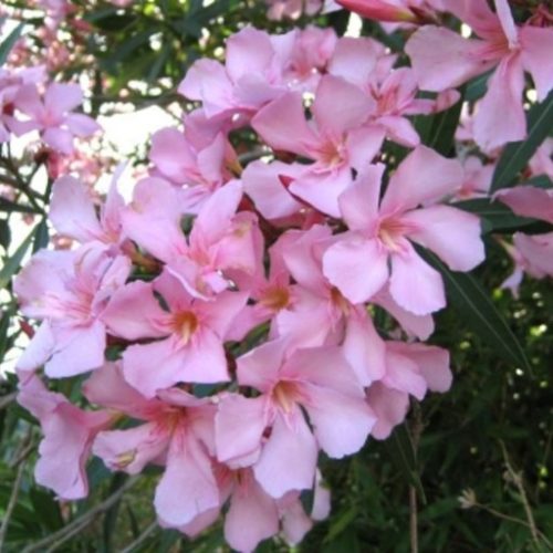 Arali Light Pink Flower