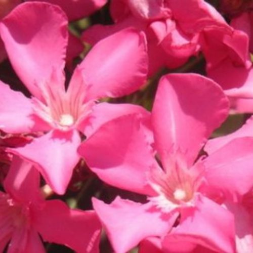 Arali Pink Flower
