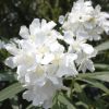 Arali White Flower