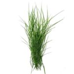 Arugampul Grass
