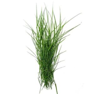 Arugampul Grass