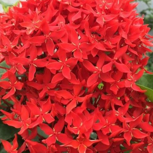 Chethi Flower