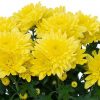 Chrysanthemum Yellow