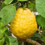 Curry Naranga