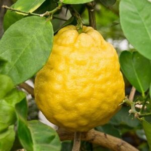 Curry Naranga