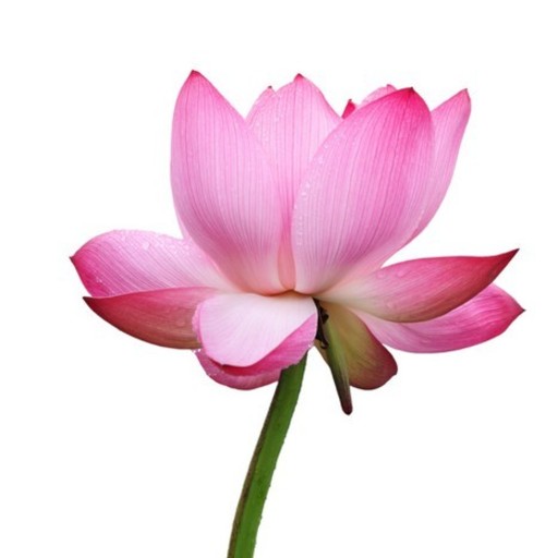Lotus Flower Each