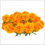 Orange Marigold Flower