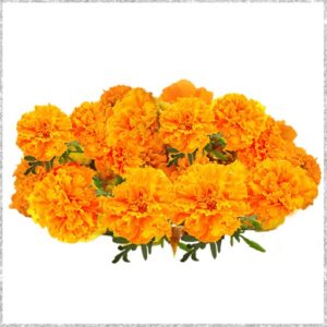 Orange Marigold Flower