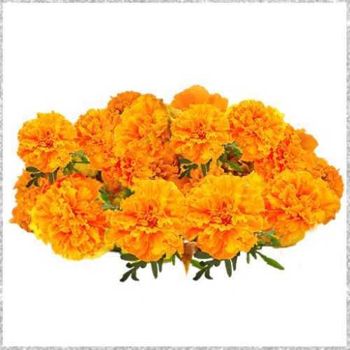 Orange Marigold Flower