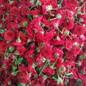 Red Rose Flower