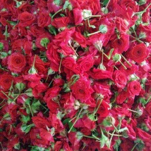 Red Rose Flower