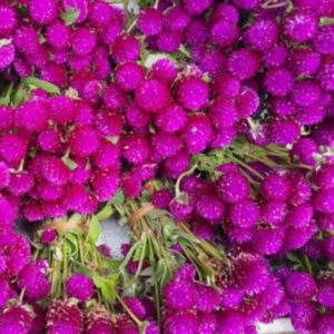 Vadamalli Flower