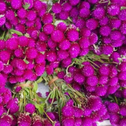 Vadamalli Flower