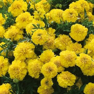 Yellow Marigold Flower