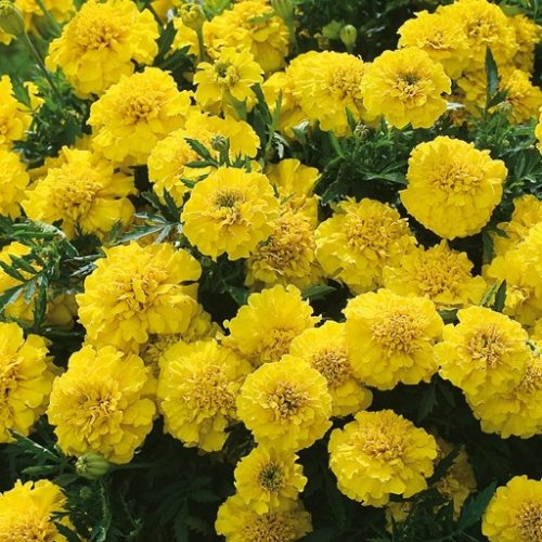 Yellow Marigold Flower