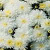 chrysanthemum white flower