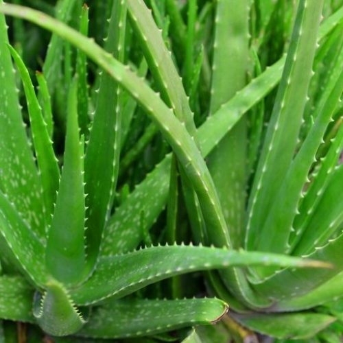 aloevera kattar vazha