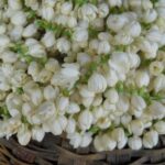 Jasmin Flower 1
