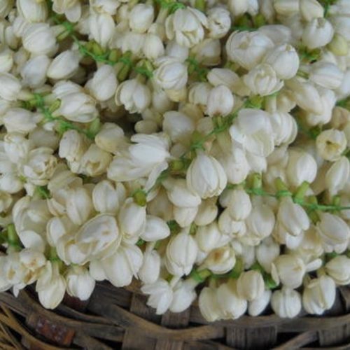 Jasmin Flower 1