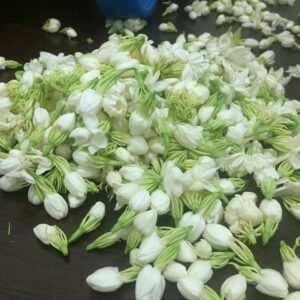 jasmine flower