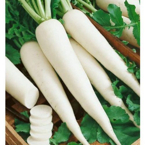 radish