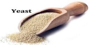 yeast